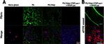 Chicken IgY (H+L) Secondary Antibody in Immunocytochemistry (ICC/IF)