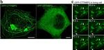 Chicken IgY (H+L) Secondary Antibody in Immunocytochemistry (ICC/IF)