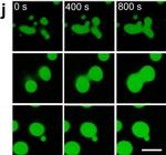 Chicken IgY (H+L) Secondary Antibody in Immunocytochemistry (ICC/IF)