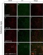 Mouse IgG (H+L) Highly Cross-Adsorbed Secondary Antibody in Immunohistochemistry (Frozen) (IHC (F))