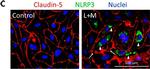 Goat IgG (H+L) Cross-Adsorbed Secondary Antibody in Immunocytochemistry (ICC/IF)