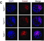 Goat IgG (H+L) Cross-Adsorbed Secondary Antibody in Immunocytochemistry (ICC/IF)