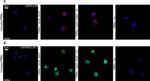 Rabbit IgG (H+L) Cross-Adsorbed Secondary Antibody in Immunocytochemistry (ICC/IF)