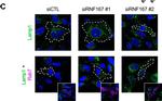 Rabbit IgG (H+L) Cross-Adsorbed Secondary Antibody in Immunocytochemistry (ICC/IF)