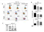 IFN gamma Antibody in Flow Cytometry (Flow)