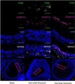 Rabbit IgG (H+L) Highly Cross-Adsorbed Secondary Antibody in Immunohistochemistry (IHC)