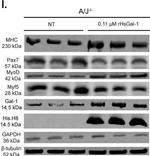 Mouse IgG (H+L) Highly Cross-Adsorbed Secondary Antibody in Western Blot (WB)