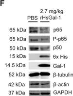 Mouse IgG (H+L) Highly Cross-Adsorbed Secondary Antibody in Western Blot (WB)