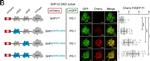 Rabbit IgG (H+L) Secondary Antibody in Immunocytochemistry (ICC/IF)