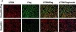 Rabbit IgG (H+L) Cross-Adsorbed Secondary Antibody in Immunohistochemistry (IHC)