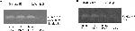 Rabbit IgG (H+L) Highly Cross-Adsorbed Secondary Antibody in Western Blot (WB)