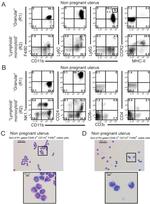 NK1.1 Antibody in Flow Cytometry (Flow)