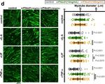 Mouse IgG1 Cross-Adsorbed Secondary Antibody in Immunocytochemistry (ICC/IF)