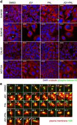 Mouse IgG1 Cross-Adsorbed Secondary Antibody in Immunocytochemistry (ICC/IF)