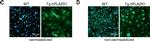 Mouse IgG (H+L) Cross-Adsorbed Secondary Antibody in Immunocytochemistry (ICC/IF)