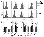 MHC Class II (I-A/I-E) Antibody in Flow Cytometry (Flow)