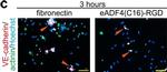 Mouse IgG (H+L) Highly Cross-Adsorbed Secondary Antibody in Immunocytochemistry (ICC/IF)