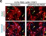 Mouse IgG (H+L) Highly Cross-Adsorbed Secondary Antibody in Immunocytochemistry (ICC/IF)