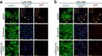 Mouse IgG (H+L) Highly Cross-Adsorbed Secondary Antibody in Immunocytochemistry (ICC/IF)