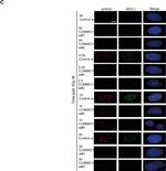 Rabbit IgG (H+L) Highly Cross-Adsorbed Secondary Antibody in Immunocytochemistry (ICC/IF)