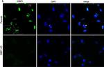 Rabbit IgG (H+L) Highly Cross-Adsorbed Secondary Antibody in Immunocytochemistry (ICC/IF)