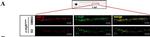 Rabbit IgG (H+L) Highly Cross-Adsorbed Secondary Antibody in Immunocytochemistry (ICC/IF)