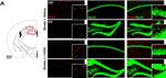 Mouse IgG (H+L) Highly Cross-Adsorbed Secondary Antibody in Immunohistochemistry (IHC)