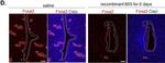 Rabbit IgG (H+L) Highly Cross-Adsorbed Secondary Antibody in Immunohistochemistry (Paraffin) (IHC (P))