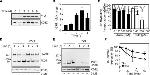 Phospho-PKC theta (Thr538) Antibody in Western Blot (WB)