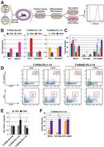 CD41a Antibody in Flow Cytometry (Flow)