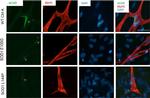 Mouse IgG (H+L) Highly Cross-Adsorbed Secondary Antibody in Immunocytochemistry (ICC/IF)