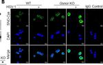 Rabbit IgG (H+L) Highly Cross-Adsorbed Secondary Antibody in Immunocytochemistry (ICC/IF)