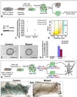 CD49f (Integrin alpha 6) Antibody in Flow Cytometry (Flow)