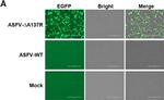 Rabbit IgG (H+L) Highly Cross-Adsorbed Secondary Antibody in Immunocytochemistry (ICC/IF)