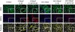 Rabbit IgG (H+L) Highly Cross-Adsorbed Secondary Antibody in Immunocytochemistry (ICC/IF)