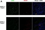 Rat IgG (H+L) Highly Cross-Adsorbed Secondary Antibody in Immunohistochemistry (Paraffin) (IHC (P))