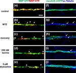 Mouse IgG (H+L) Cross-Adsorbed Secondary Antibody in Immunohistochemistry (PFA fixed) (IHC (PFA))