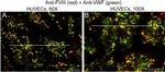 Mouse IgG (H+L) Cross-Adsorbed Secondary Antibody in Immunocytochemistry (ICC/IF)