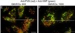 Mouse IgG (H+L) Cross-Adsorbed Secondary Antibody in Immunocytochemistry (ICC/IF)