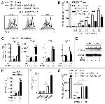 IFN gamma Antibody in Western Blot (WB)