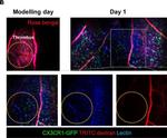 Rat IgG (H+L) Cross-Adsorbed Secondary Antibody in Immunohistochemistry (IHC)