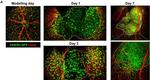 Rat IgG (H+L) Cross-Adsorbed Secondary Antibody in Immunohistochemistry (IHC)