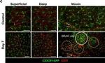 Rat IgG (H+L) Cross-Adsorbed Secondary Antibody in Immunohistochemistry (IHC)