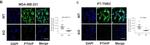 Rabbit IgG (H+L) Cross-Adsorbed Secondary Antibody in Immunocytochemistry (ICC/IF)