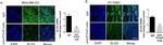 Rabbit IgG (H+L) Cross-Adsorbed Secondary Antibody in Immunocytochemistry (ICC/IF)