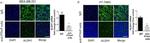 Rabbit IgG (H+L) Cross-Adsorbed Secondary Antibody in Immunocytochemistry (ICC/IF)