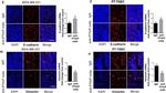 Rabbit IgG (H+L) Cross-Adsorbed Secondary Antibody in Immunohistochemistry (IHC)