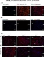 Rabbit IgG (H+L) Highly Cross-Adsorbed Secondary Antibody in Immunohistochemistry (Frozen) (IHC (F))