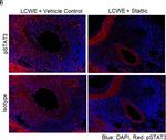 Rabbit IgG (H+L) Highly Cross-Adsorbed Secondary Antibody in Immunohistochemistry (IHC)