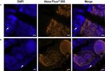 Rabbit IgG (H+L) Highly Cross-Adsorbed Secondary Antibody in Immunohistochemistry (IHC)